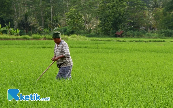 Thumbnail Berita - Petani Pacitan Gigit Jari, Keuntungan Harga Beras Dinikmati Warga Luar Daerah